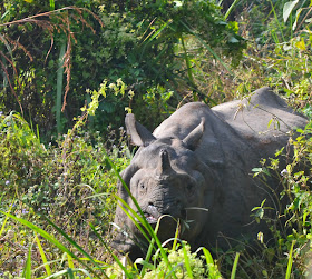 rhino in chitwan nepal