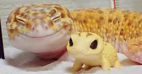 This Gecko Can’t Stop Smiling When He’s Around His Toy Gecko