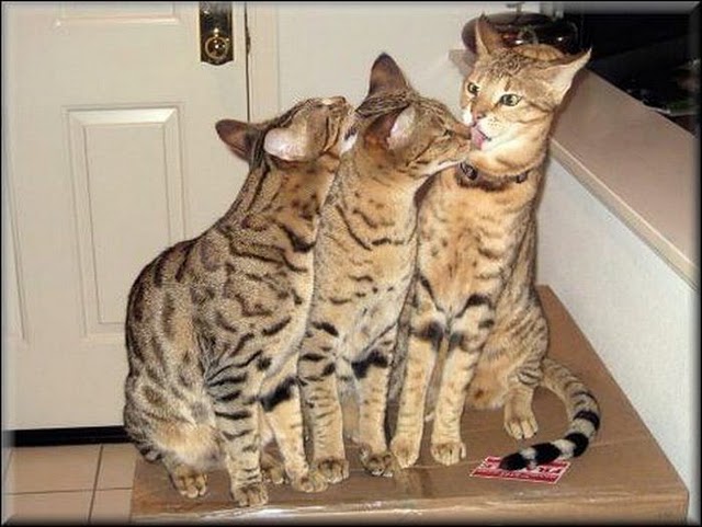 1001Archives: Amazing Savannah Cats