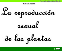 http://cplosangeles.juntaextremadura.net/web/edilim/tercer_ciclo/cmedio/las_plantas/la_reproduccion_sexual_plantas/la_reproduccion_sexual_plantas.html