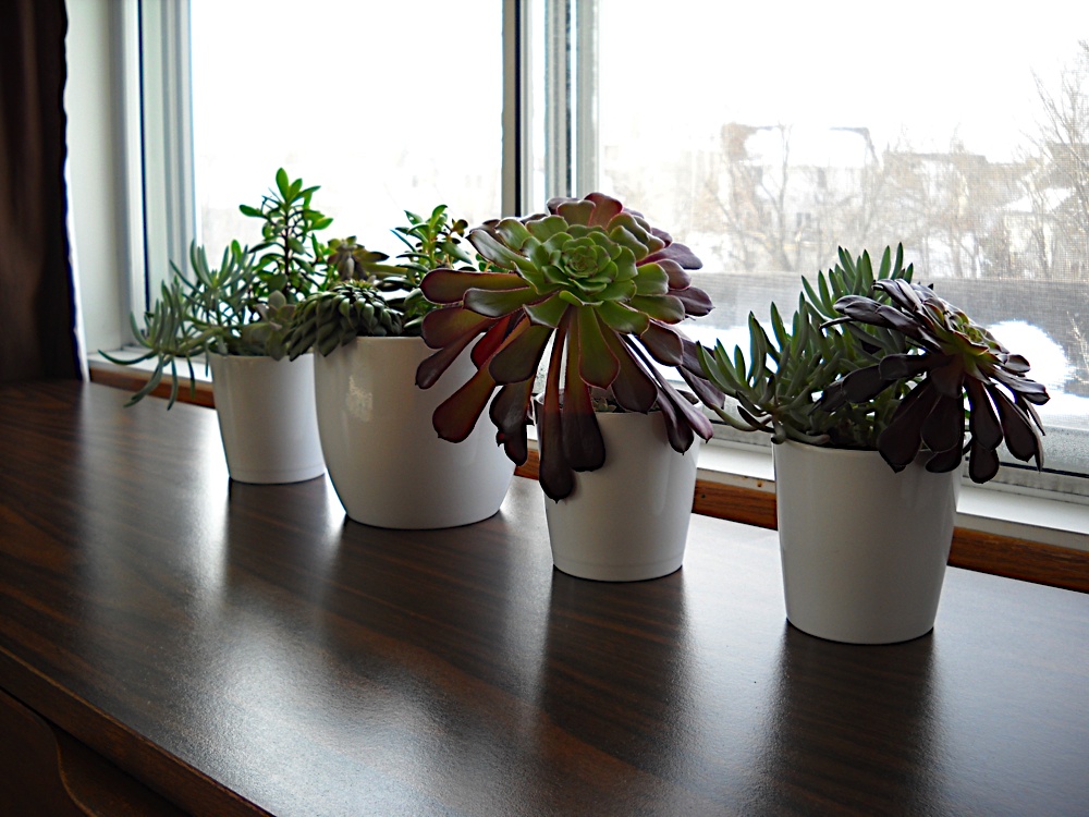 goldfish plant. goldfish plant. goldfish plant