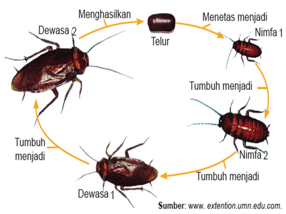 Pengertian Metamorfosis  dan Metagenesis