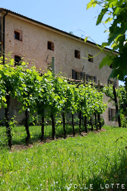 Scuola Enologica d´Italia, Rive, Cartizze,Conegliano und Valdobbiadene, DOCG