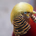 Gaya Rambut Mirip Donald Trump, Burung Ini Mendadak Populer
