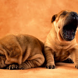 Baby Dogs Wallpaper