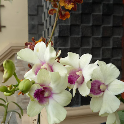 Indoor Cattleya Orchids