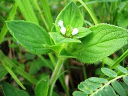 TUMBUHAN HERBAL DAN KHASIATNYA Berbagai Kumpulan Makalah