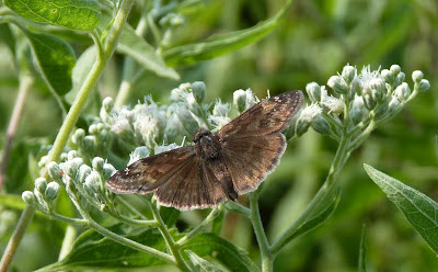 female Horace's duskywing