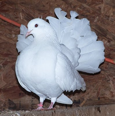 Silky Fantail Pigeon