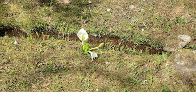 水芭蕉 / 浄土松公園 (郡山市)