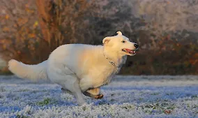 Kuvasz