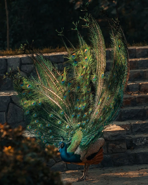 Peacock Pictures Free