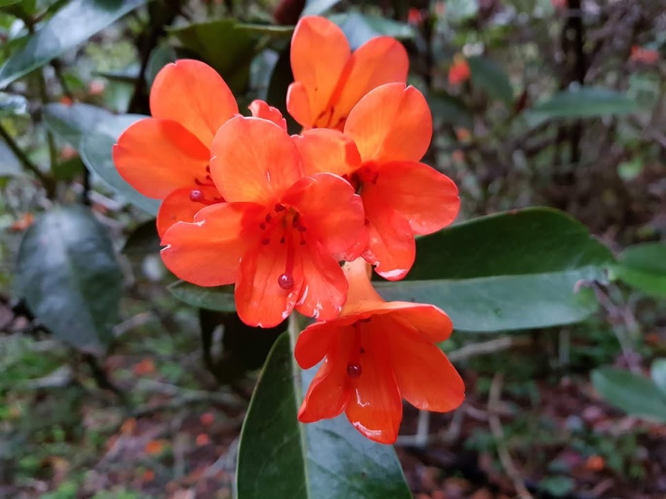 Rhododendron Rarilepidotum flowers.