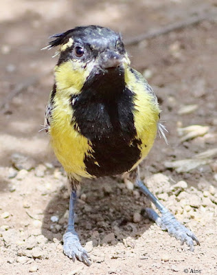 "Indian Yellow Tit - Machlolophus aplonotus  perched on the garden floor looking into the camera lens."
