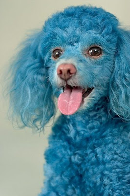 Umm.. Cute Funny Dog Blue poodle Cotton Pics