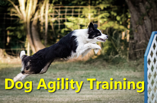 Basic Of Dog Agility Training