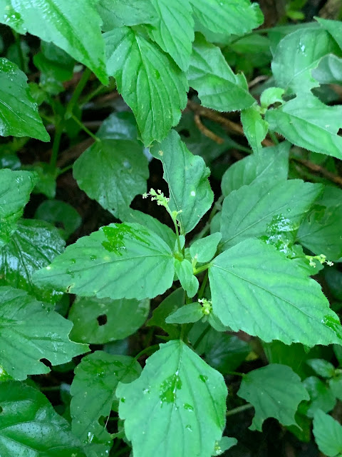 Leidesia procumbens