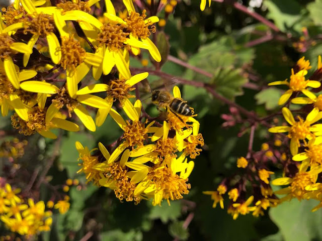 Flores da Primavera