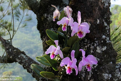 Cattleya mossiae orchid plant care and culture