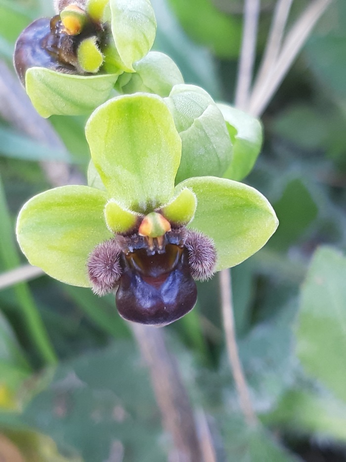 Ophrys bombyliflora