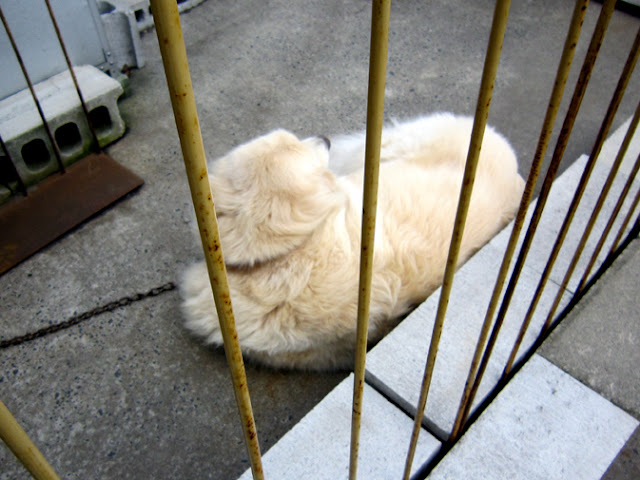 小屋につながれた犬