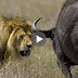 Wildebeest Fights Back against Lions