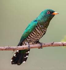 Asian Emerald Cuckoo- Birds of India
