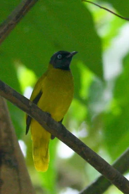 Black-headed Bulbul (Pycnonotus atriceps)