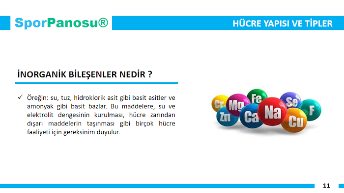 Spor Anatomisine Giriş
