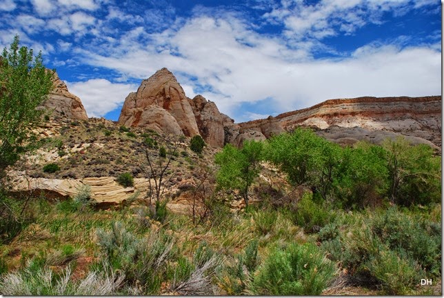 05-25-14 C Capital Reef NP East Side (15)