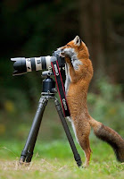 Fotos de encuentros entre fotógrafos y animales