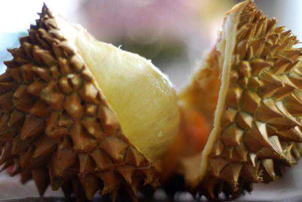 Manfaat Durian bagi Kesehatan Tubuh