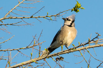 Blue Jay, Rheudasil Park