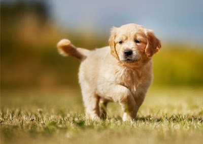 Miniature Golden Retriever Puppies For Sale Near Me