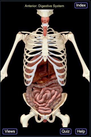 circulatory system heart diagram. circulatory system diagram not