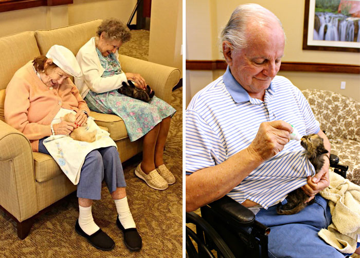 40 Times 2016 Restored Our Faith In Humanity - Animal Shelter Partners With Elderly Care Facility To Save Both Orphaned Kittens And Elders