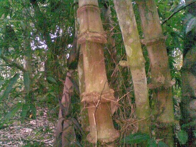 Klasifikasi Tanaman Bambu  Petung Klasifikasi Tanaman