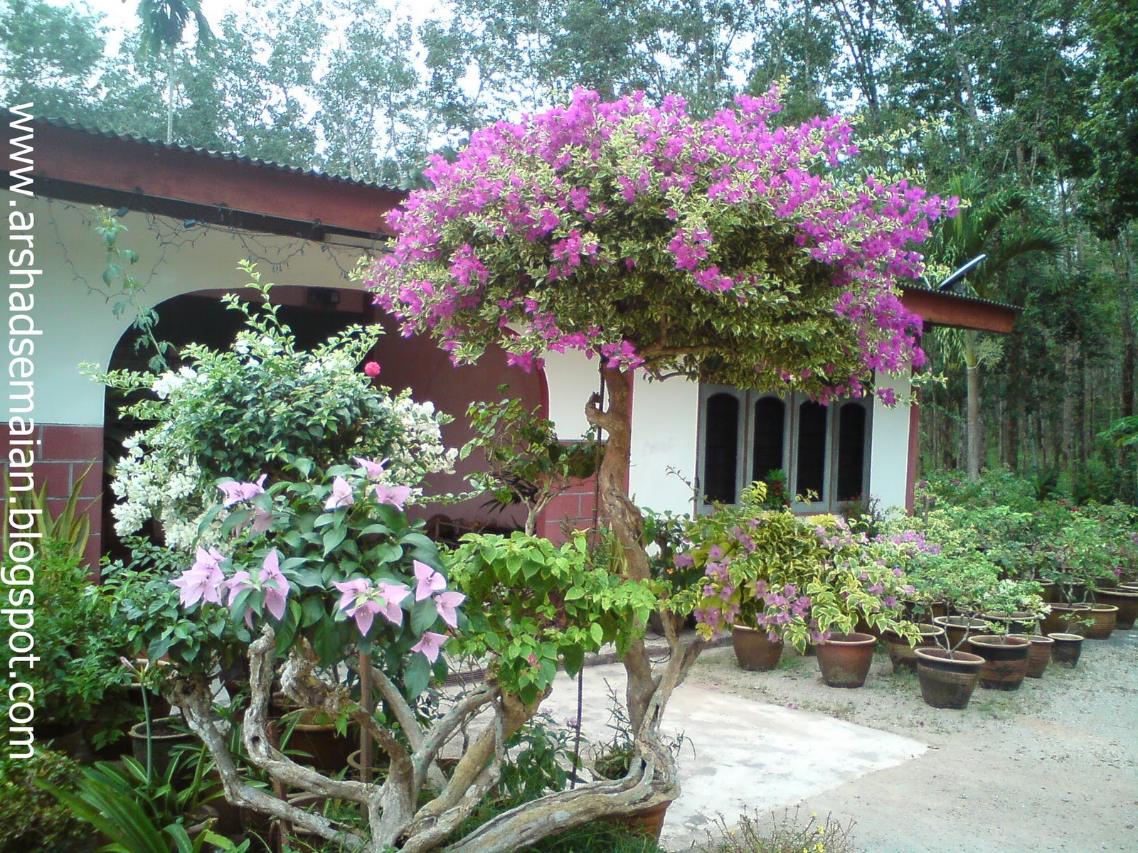 ARSHAD SEMAIAN POKOK BUNGA  KERTAS 