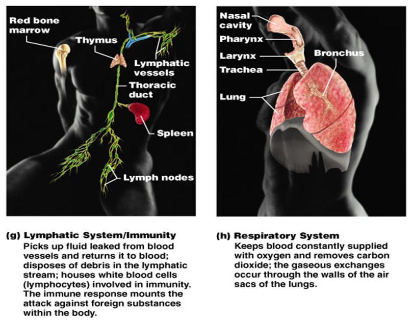 maria shriver and arnold_10. maria shriver and arnold_10. circulatory system worksheets