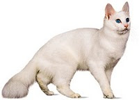 turkish angora information pet cats photo