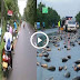 Fish raining in thailand collected from BBC super natural video