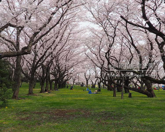昭和記念公園の桜がすごい！