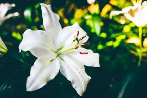 White Lily