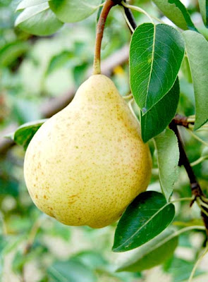 Pears fruit