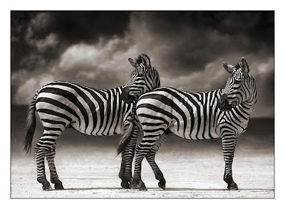 Wild Animals Zebras Picture