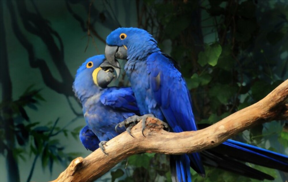 Hyacinth macaw