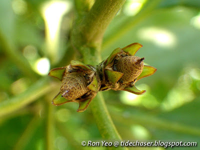 Ceriops zippeliana