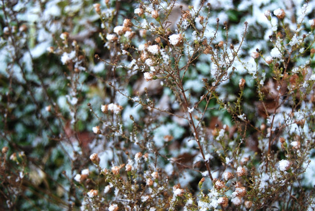 Snow dotted on the browned asters.