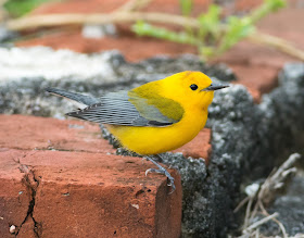 Prothonotary Warbler - Dry Tortuagas NP, Florida