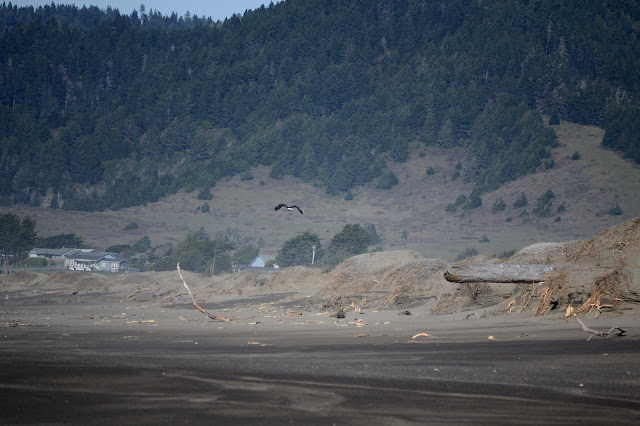 bald eagle leaving